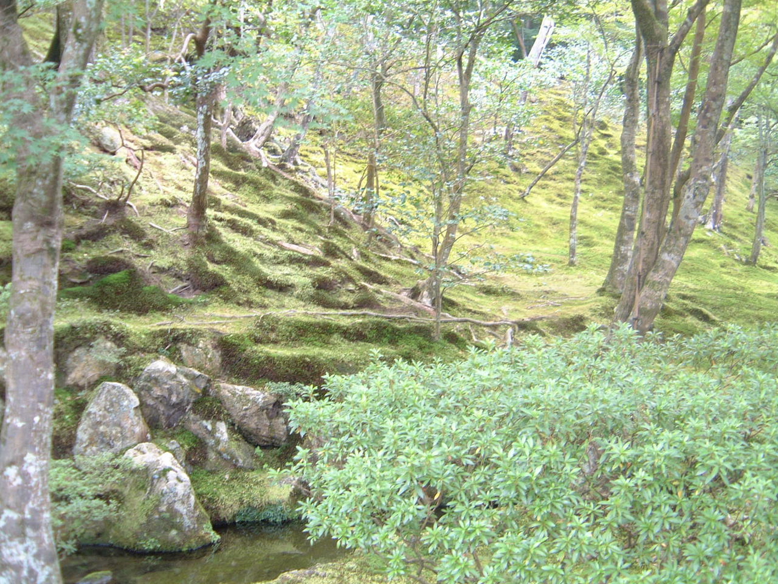 Kyoto Ginkakuji Moss